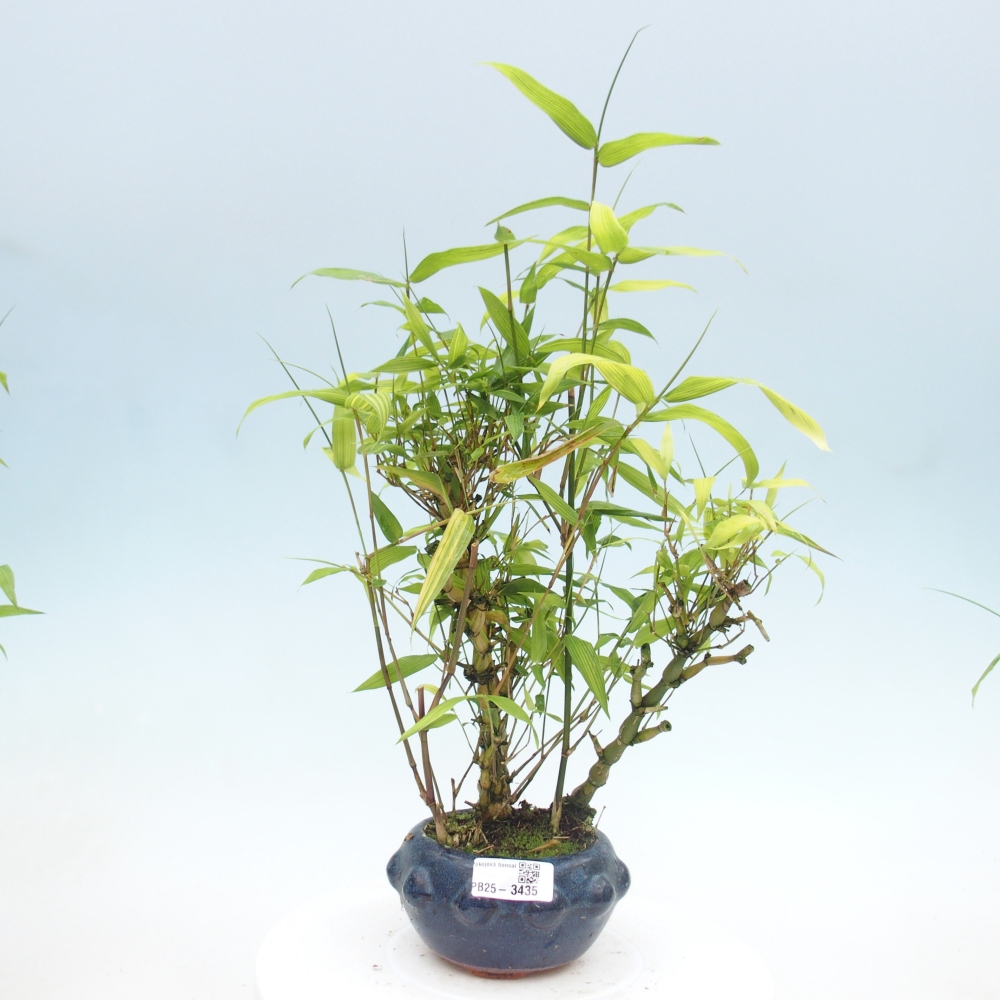 Pokojová bonsai - Bambus budha-Bambus budhovo břicho