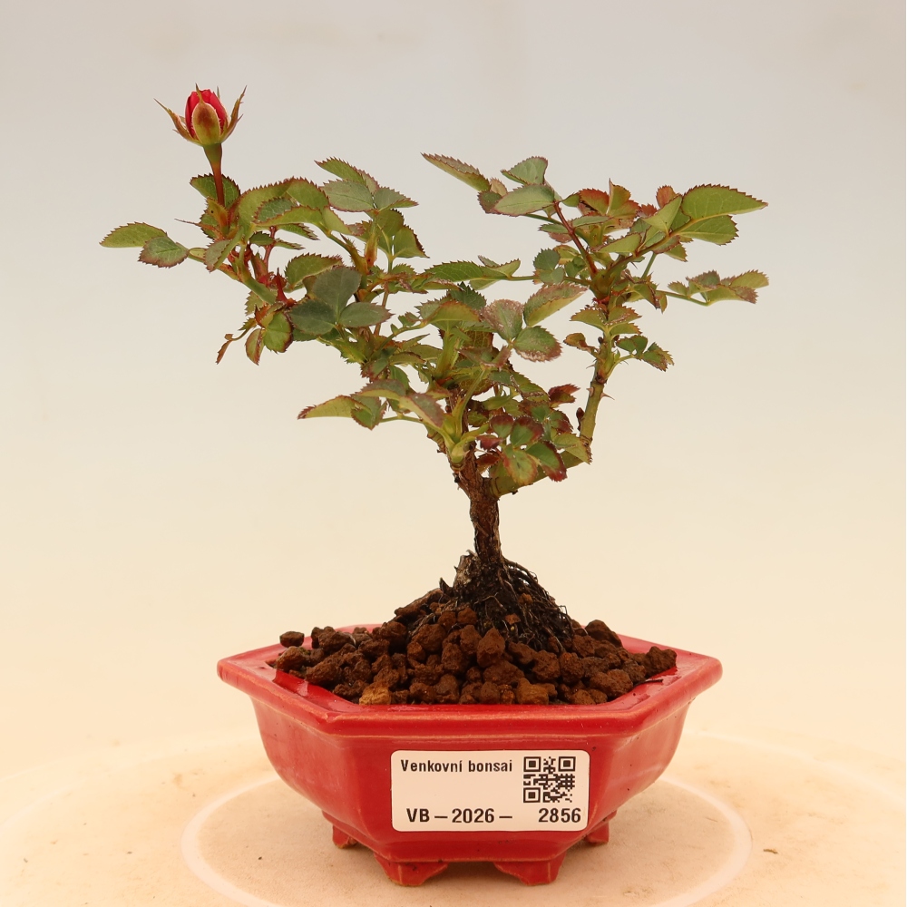 Venkovní bonsai - Rosa Kordes -  růže