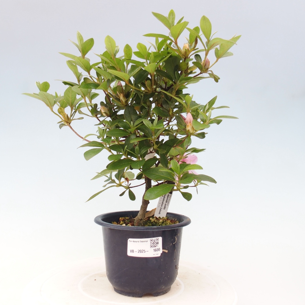 Venkovní bonsai - Japonská azalka - Azalea Kaminojamakirin