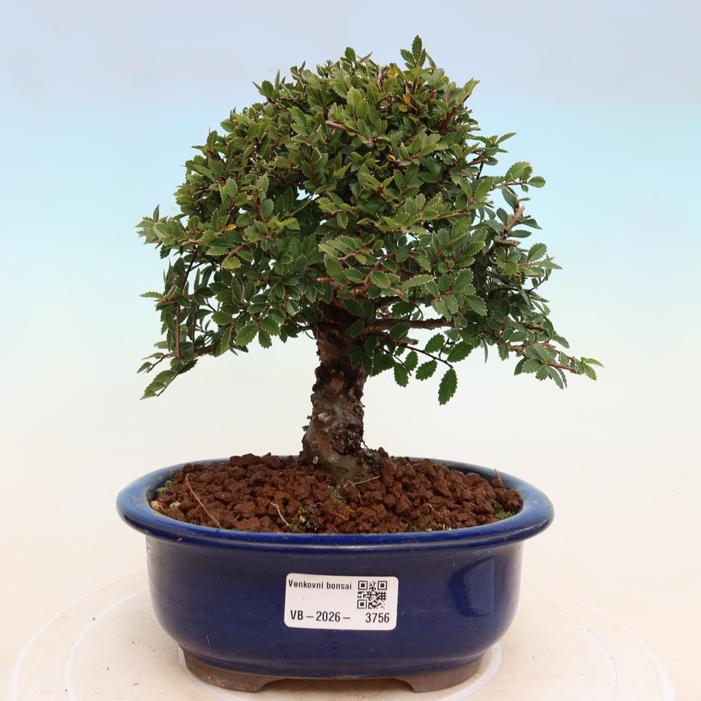 Venkovní bonsai - Zelkova - Zelkova NIRE