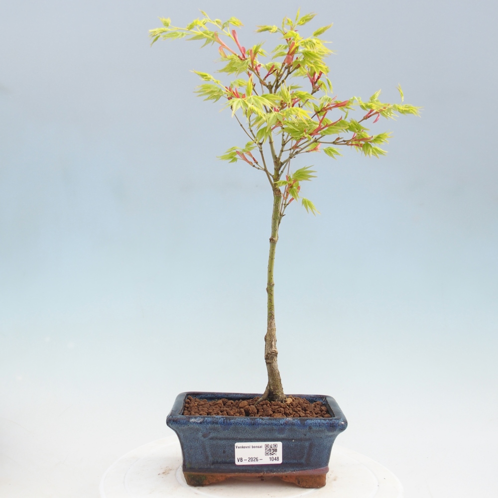 Acer palmatum Aureum - Javor dlanitolistý zlatý