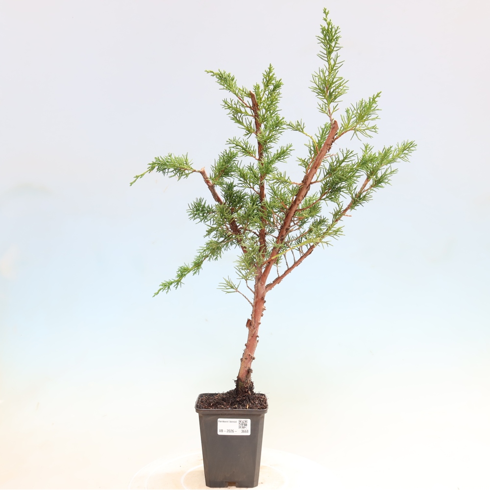 Venkovní bonsai - Juniperus chinensis Kishu -Jalovec čínský