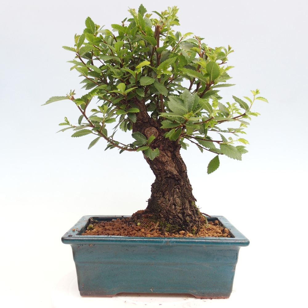 Venkovní bonsai - Zelkova - Zelkova NIRE