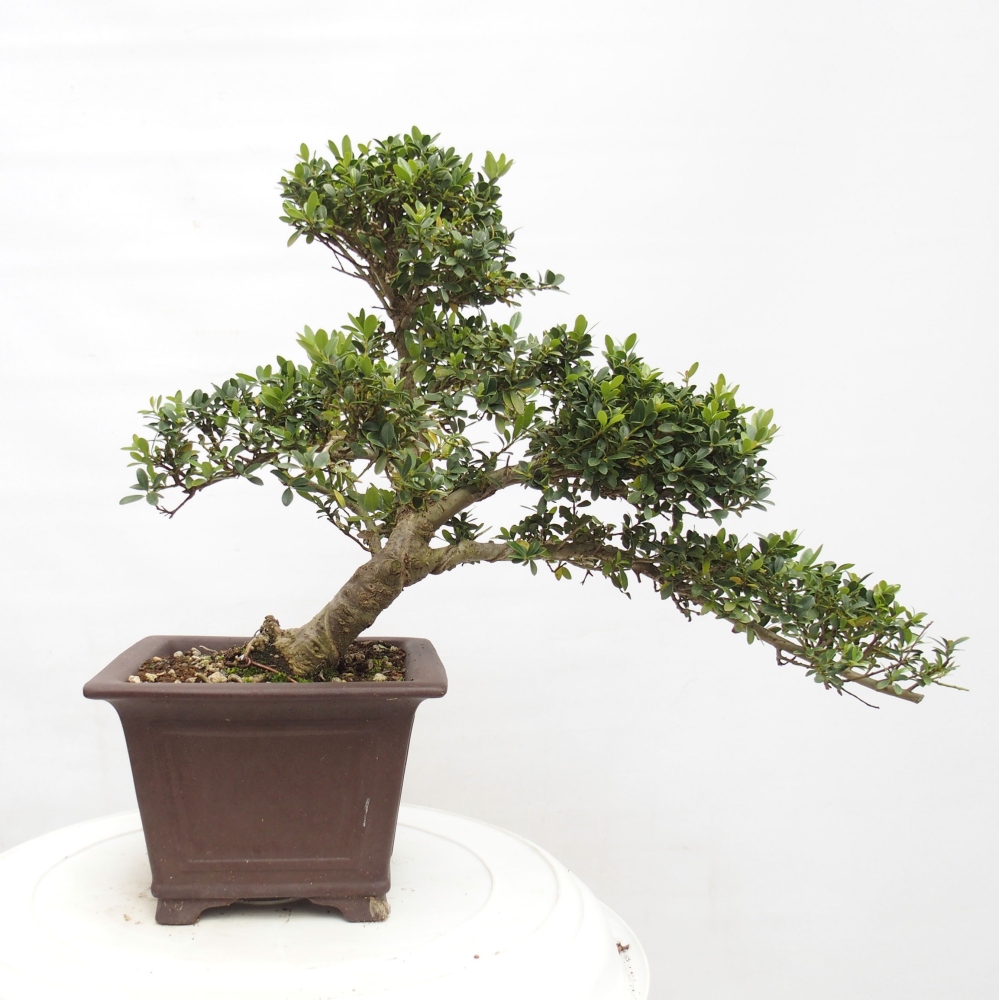 Pokojová bonsai - Ilex crenata - Cesmína
