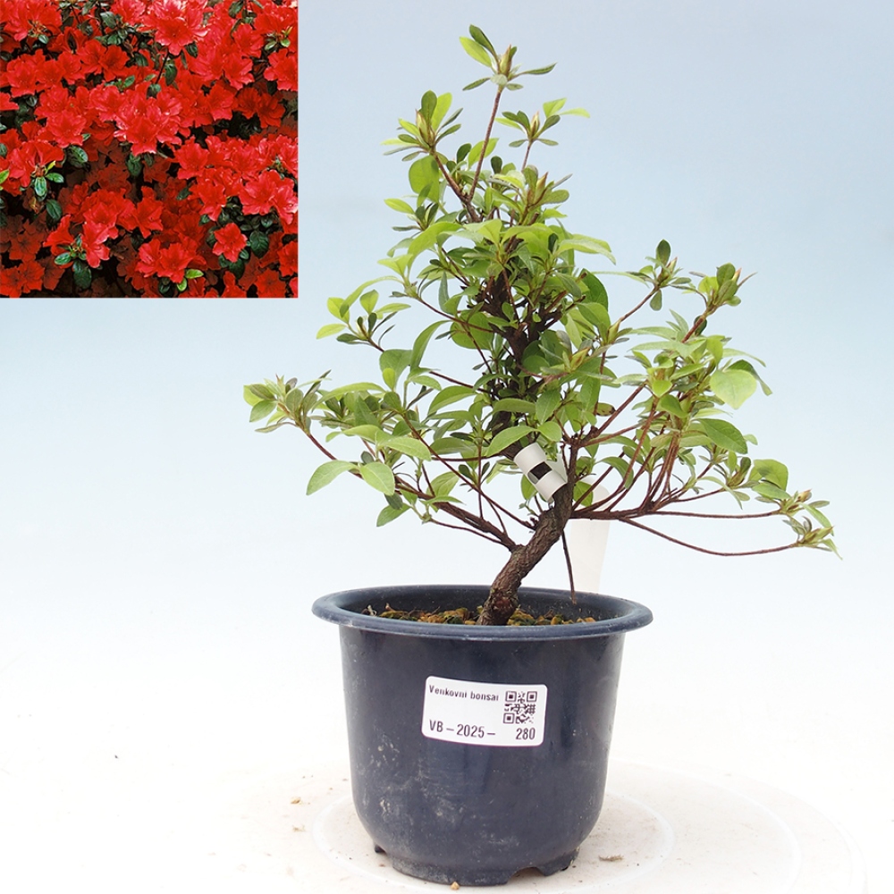 Venkovní bonsai - Japonská azalka - Azalea Benibeni
