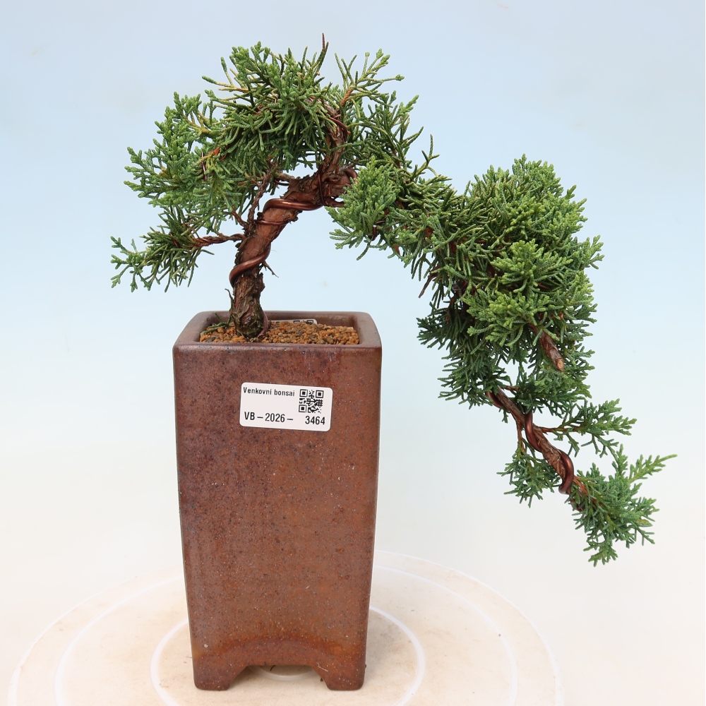 Venkovní bonsai - Juniperus chinensis Kishu -Jalovec čínský