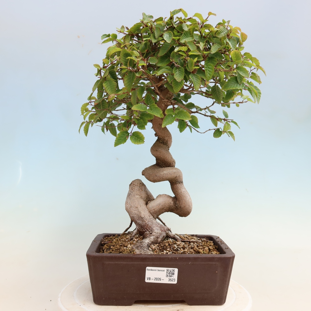 Venkovní bonsai -Carpinus CARPINOIDES - Habr korejský