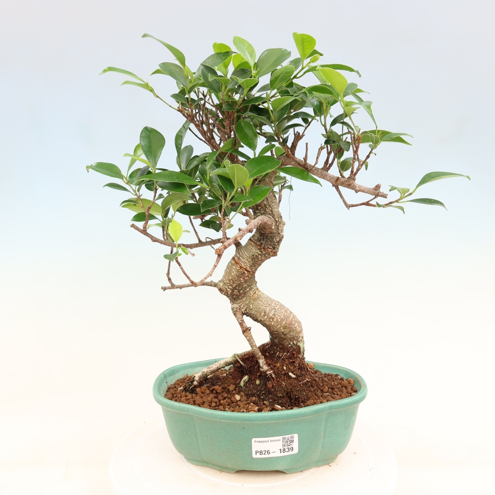 Pokojová bonsai - Ficus retusa -  malolistý fíkus