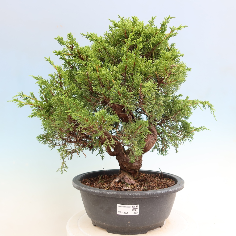 Venkovní bonsai - Juniperus chinensis Itoigawa-Jalovec čínský