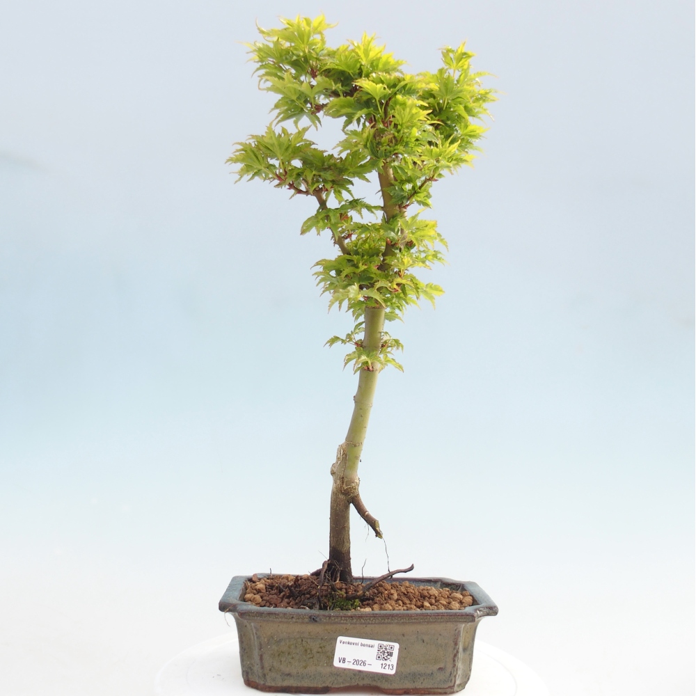 Venkovní bonsai -Javor dlanitolistý Acer palmatum Shishigashira