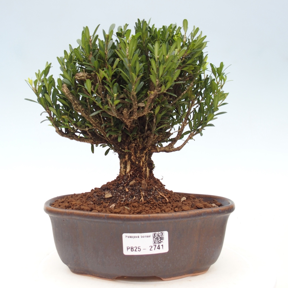 Pokojová bonsai - Buxus harlandii - korkový buxus