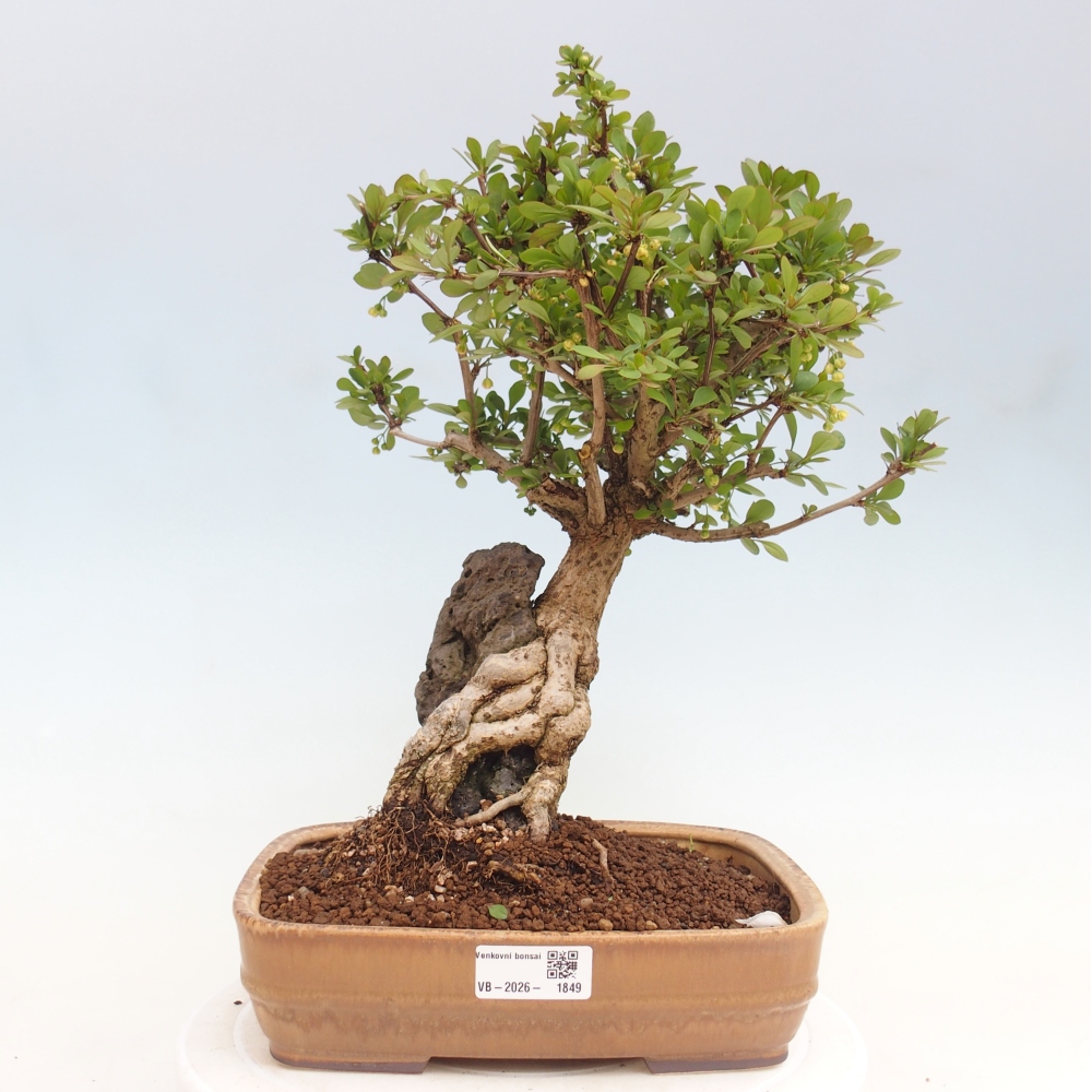 Venkovní bonsai - Berberis coreana - Dřištál korejský