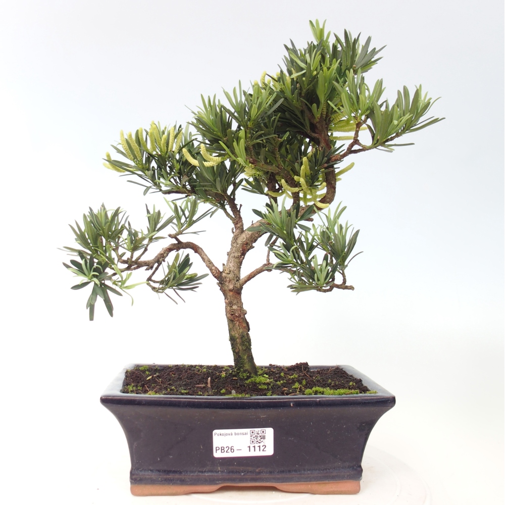Pokojová bonsai - Podocarpus - Kamenný tis