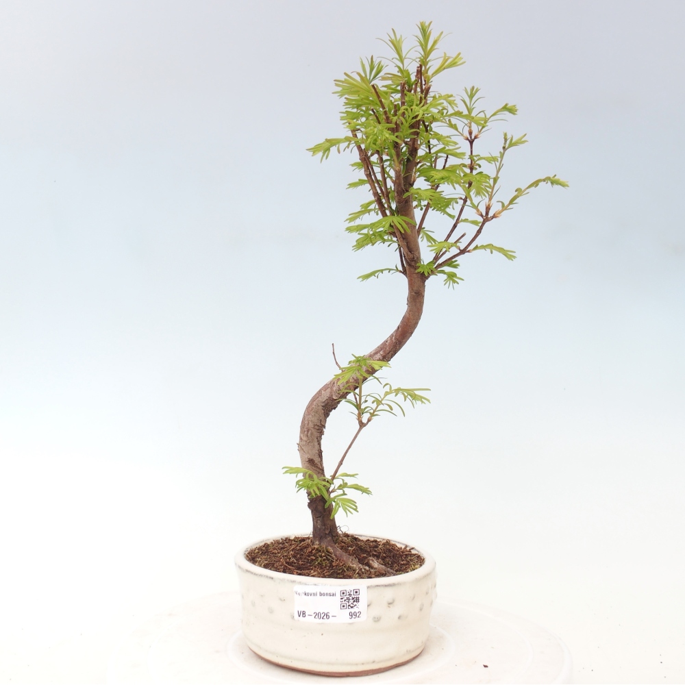 Venkovní bonsai - Metasequoia glyptostroboides - Metasekvoje čínská