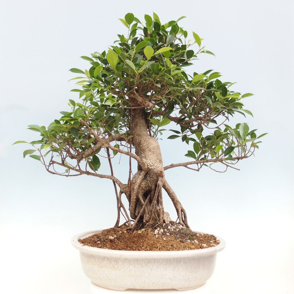 Pokojová bonsai - Ficus kimmen -  malolistý fíkus - POUZE OSOBNÍ ODBĚR nebo paletová přeprava