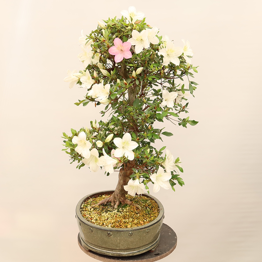Venkovní bonsai - Japonská azalka - Azalea Ruka