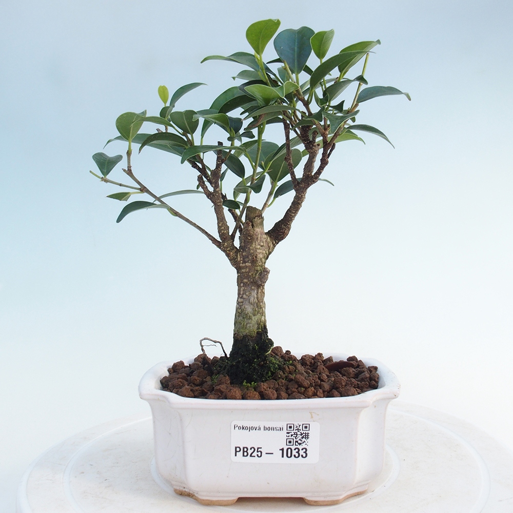 Pokojová bonsai Ficus retusa kimmen