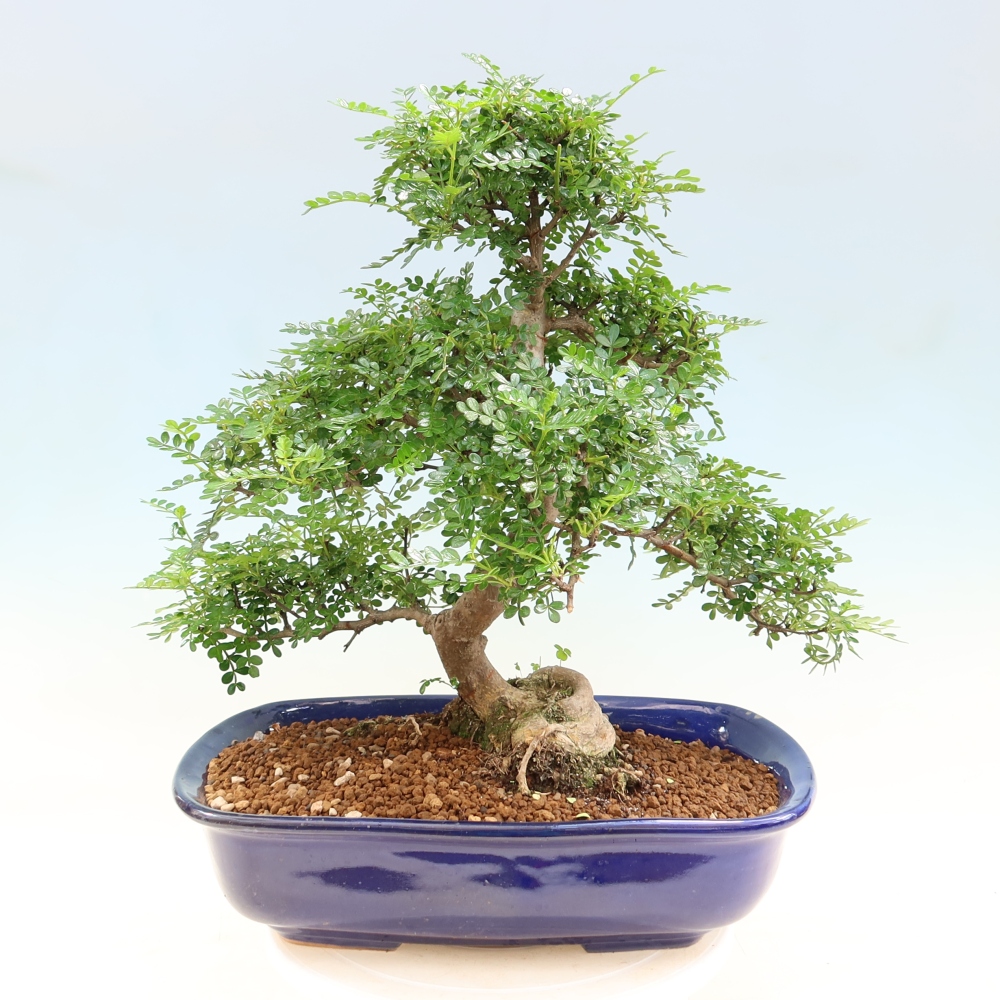 Pokojová bonsai - Zantoxylum piperitum - pepřovník