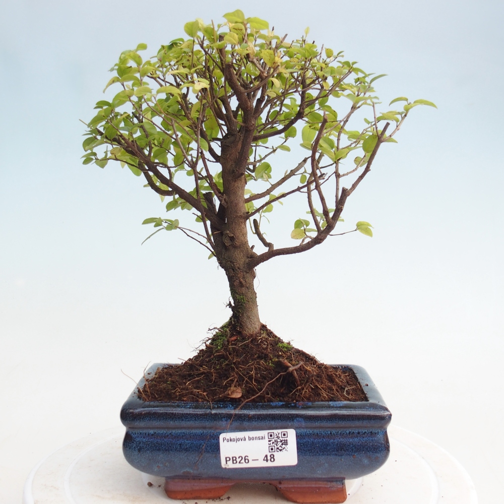 Pokojová bonsai - Sagerécie thea - Sagerécie thea