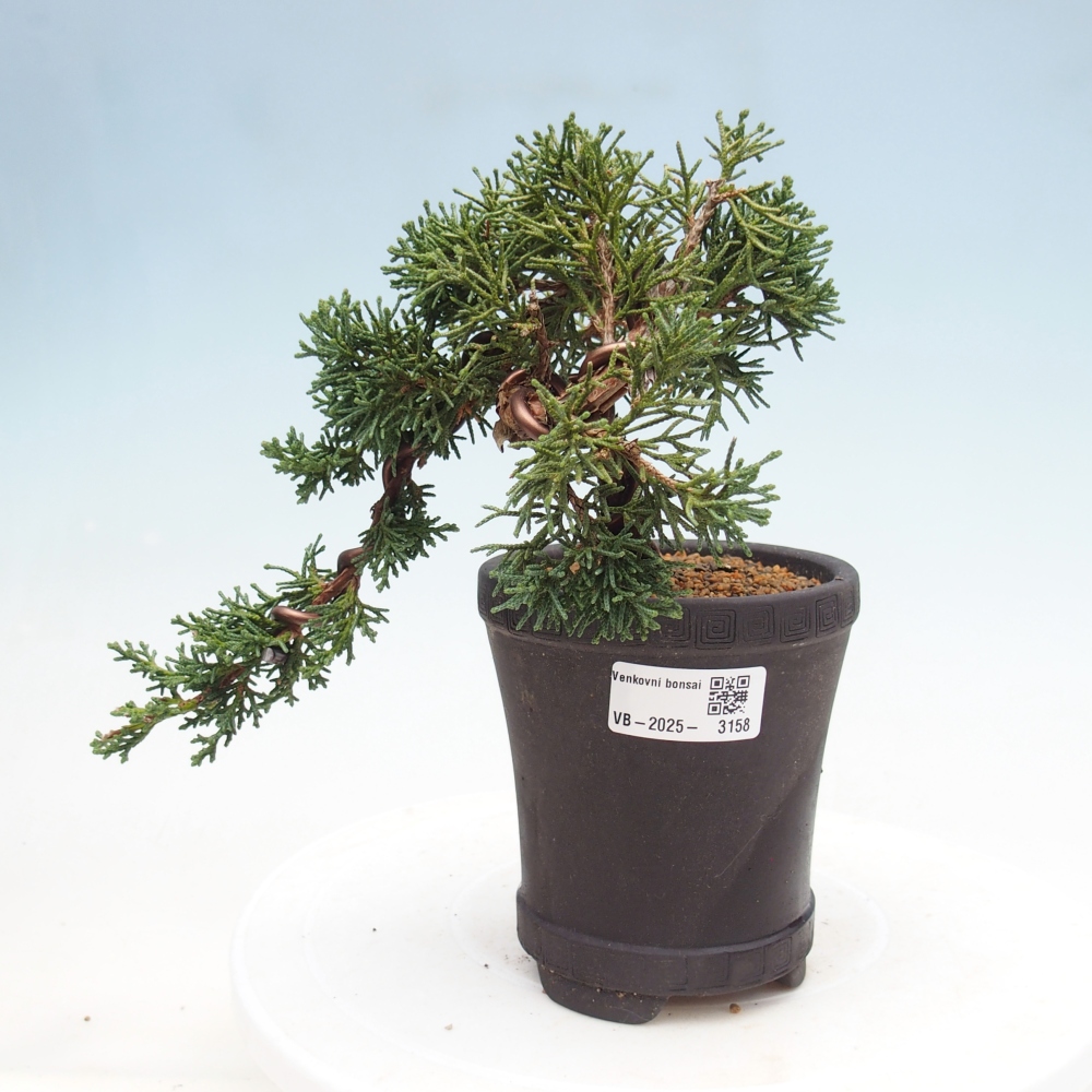 Venkovní bonsai - Juniperus chinensis Kishu -Jalovec čínský