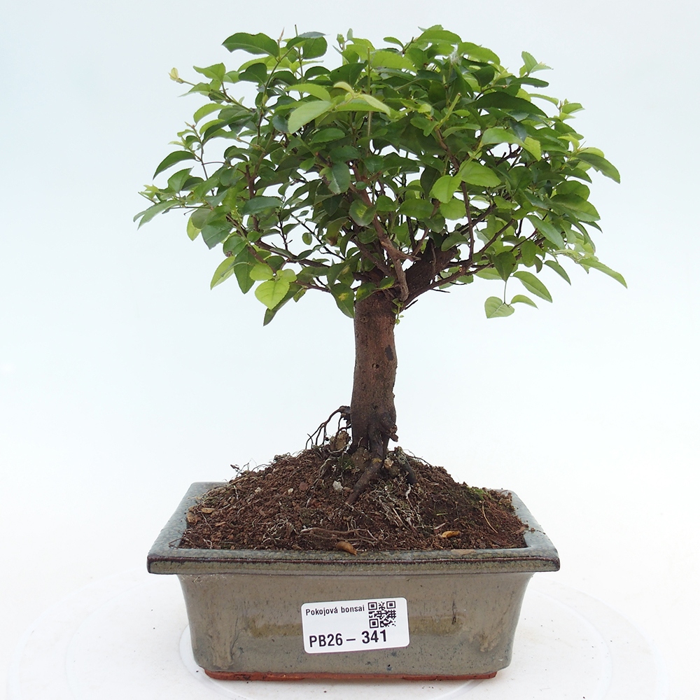 Pokojová bonsai - Sagerécie thea - Sagerécie thea