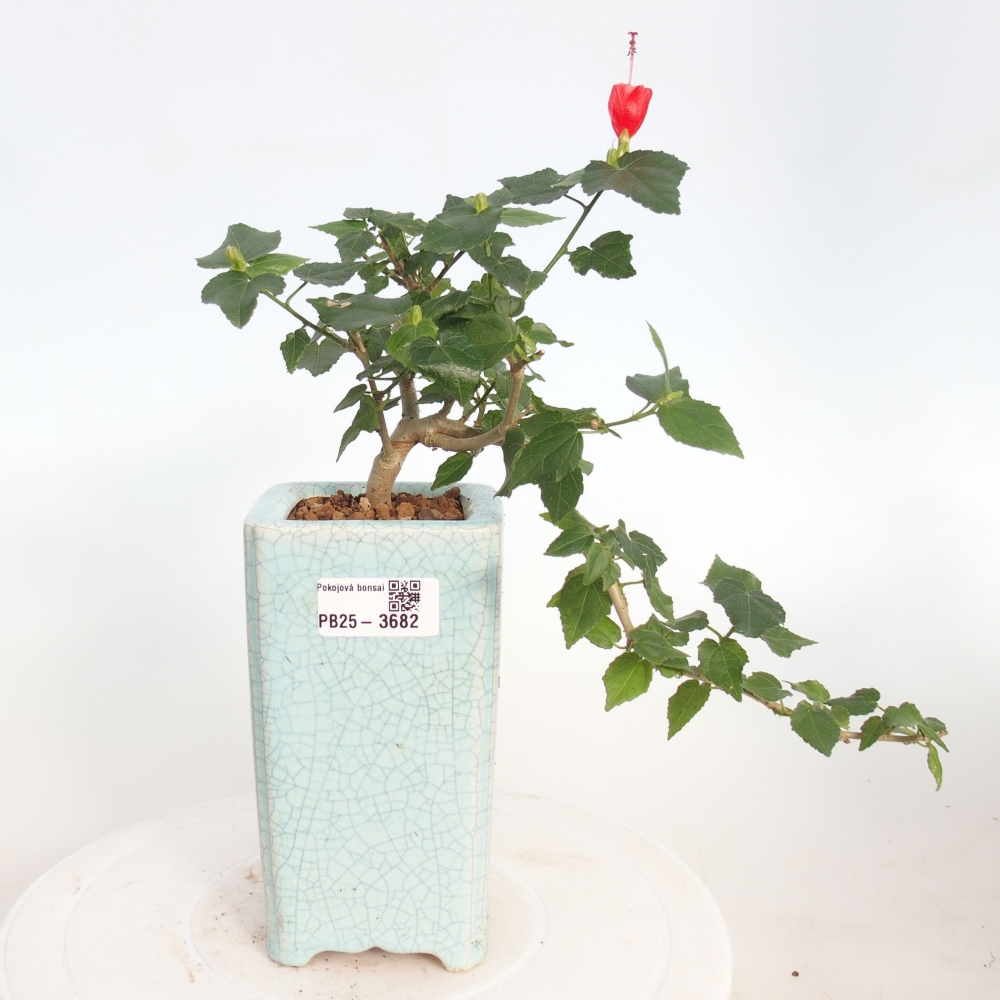 Pokojová bonsai - Malvaviscus arboreus - ibiškovec dřevnatý