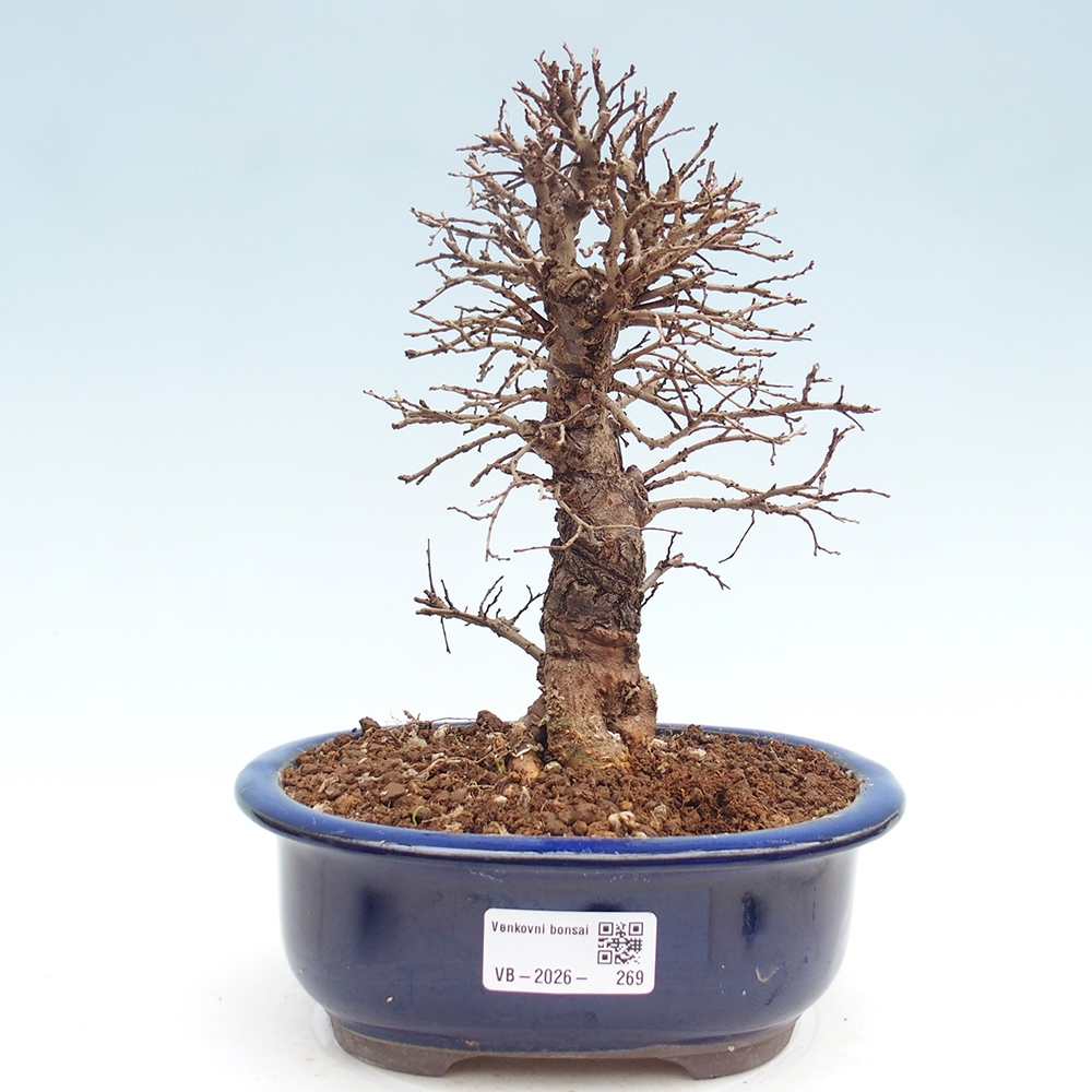 Venkovní bonsai - Zelkova - Zelkova NIRE