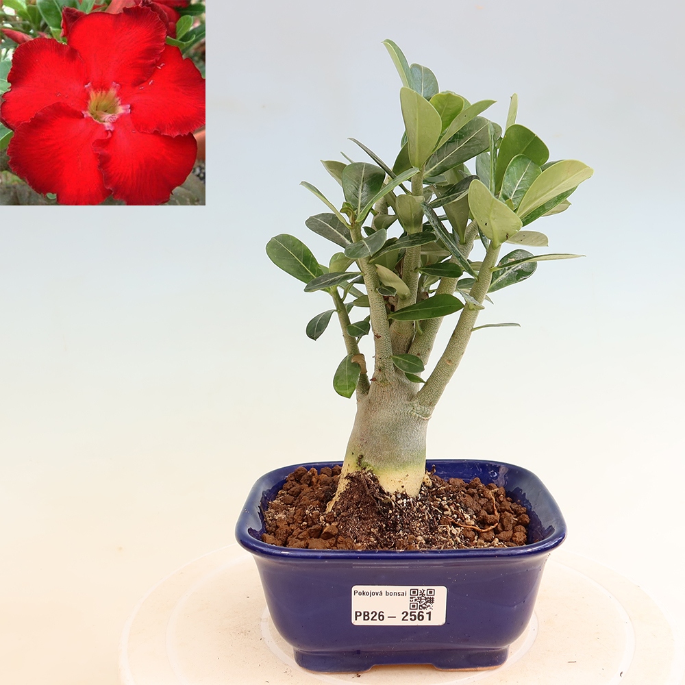 Pokojová bonsai - Adenium obesum Red Star - Pouštní růže