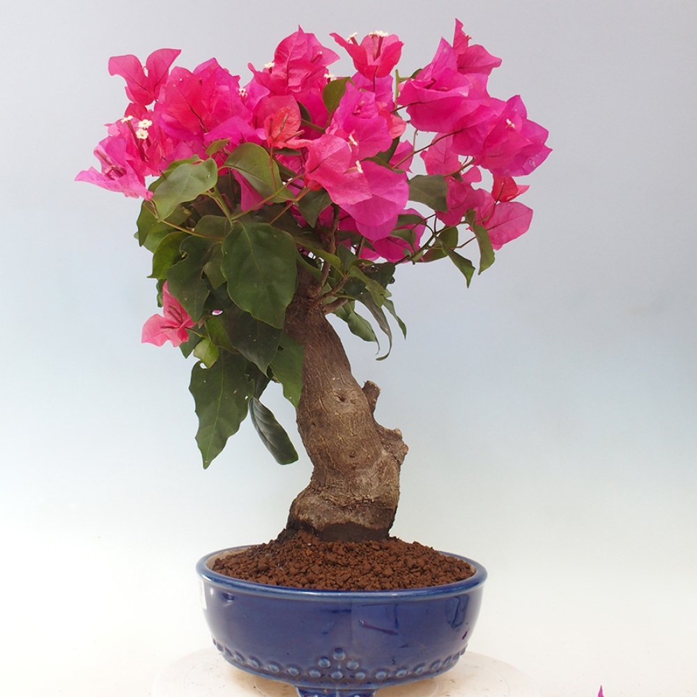 Pokojová bonsai - Bouganwilea