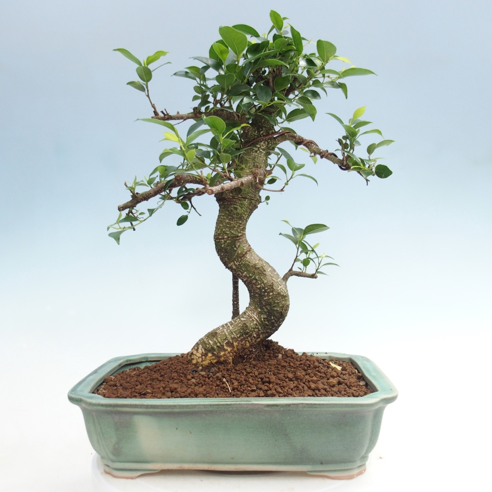 Pokojová bonsai - Ficus kimmen -  malolistý fíkus