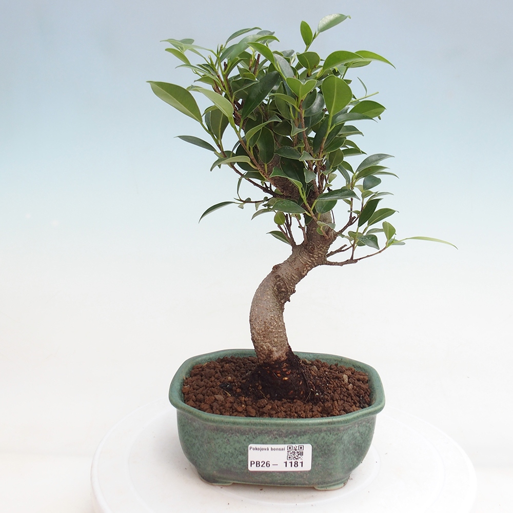 Pokojová bonsai - Ficus retusa -  malolistý fíkus