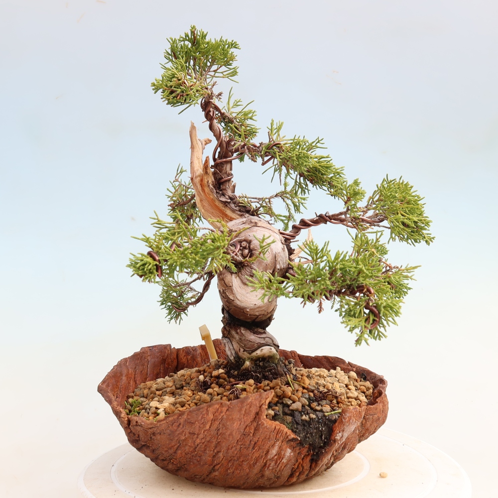 Venkovní bonsai - Juniperus chinensis Itoigawa-Jalovec čínský
