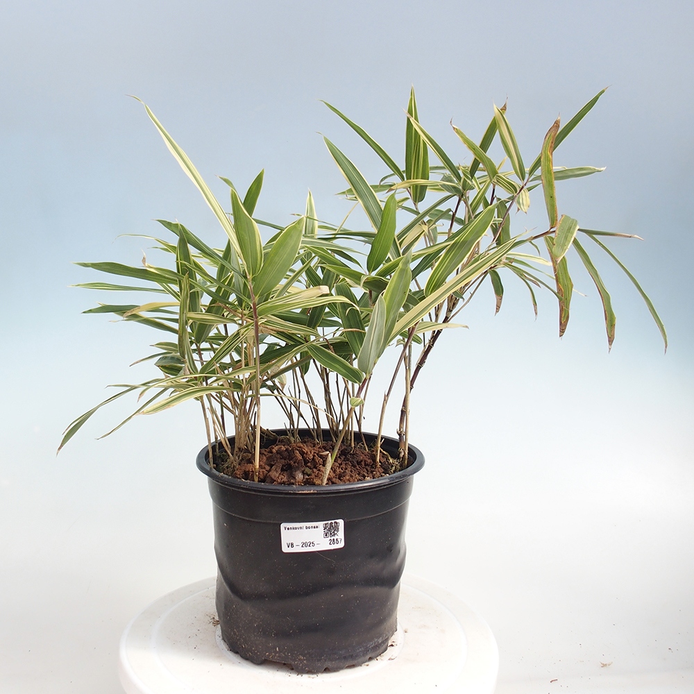 Venkovní bonsai - Sasaella masamuneana Albostriata - Bambus panašovaný