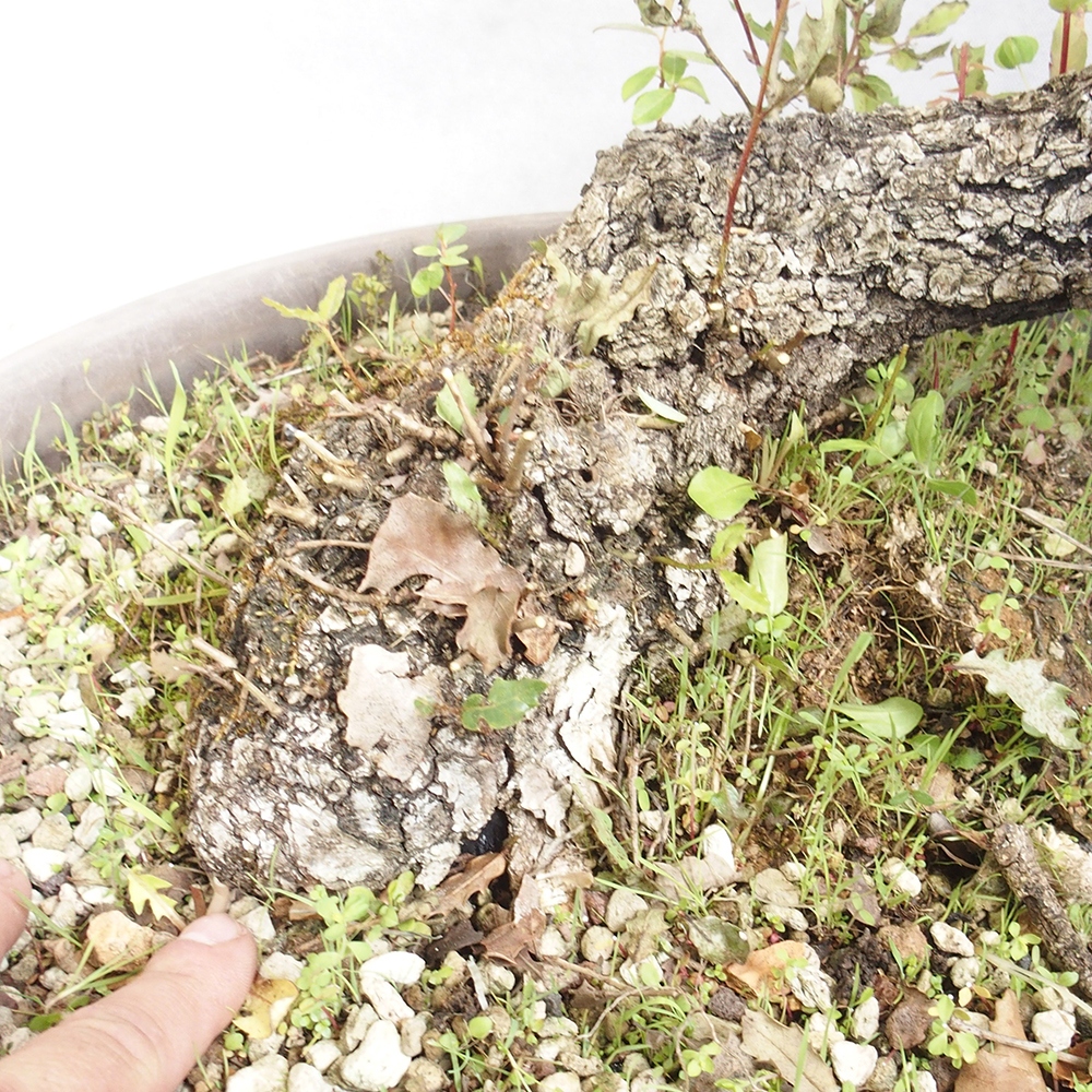 Venkovní bonsai Quercus Cerris - Dub Cer