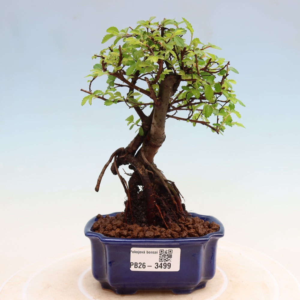 Pokojová bonsai - Ulmus parvifolia - Malolistý jilm