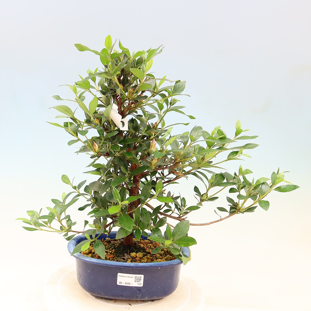 Venkovní bonsai - Japonská azalka - Azalea Shinsei