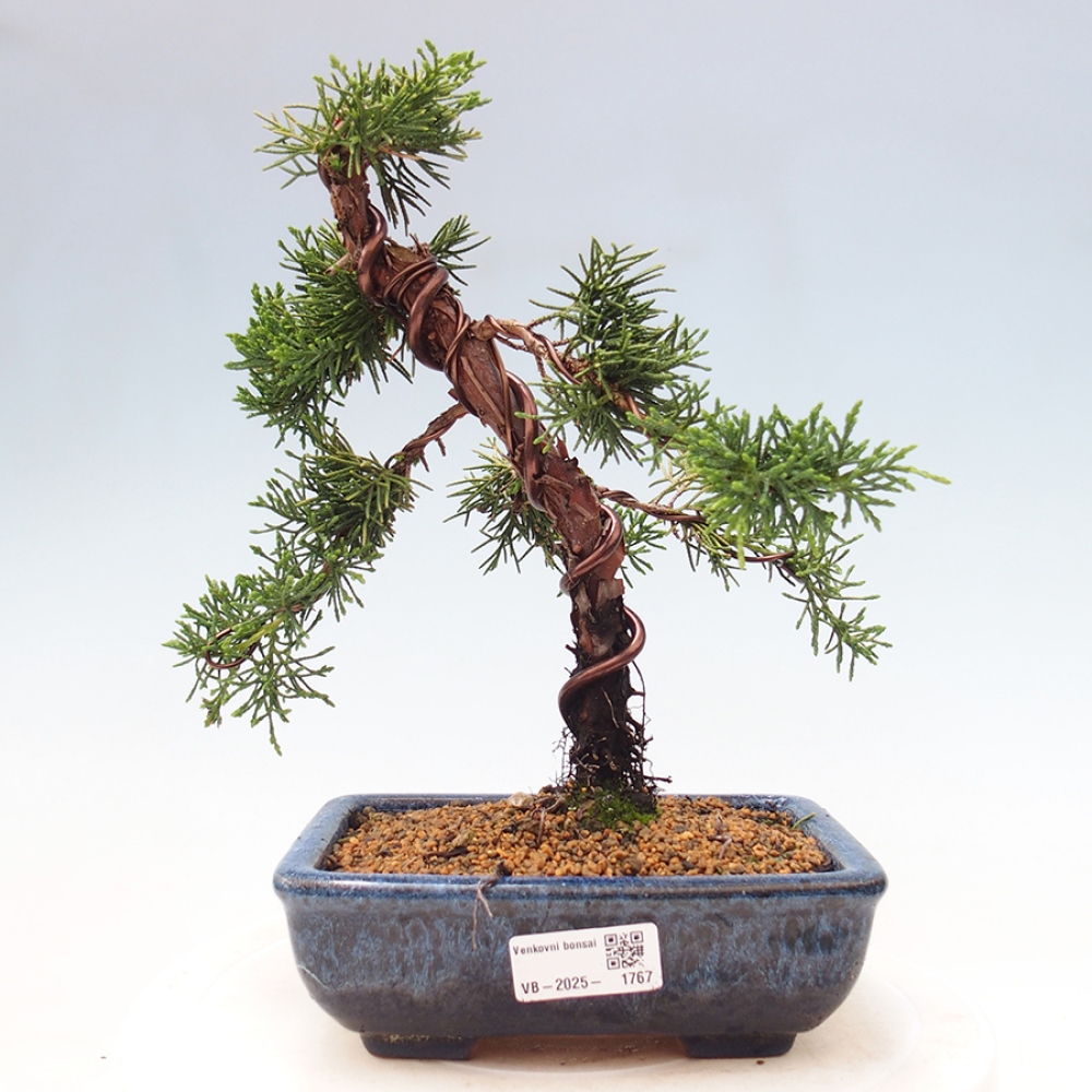 Venkovní bonsai - Juniperus chinensis Kishu -Jalovec čínský