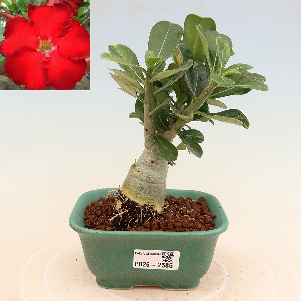 Pokojová bonsai - Adenium obesum Red Star - Pouštní růže