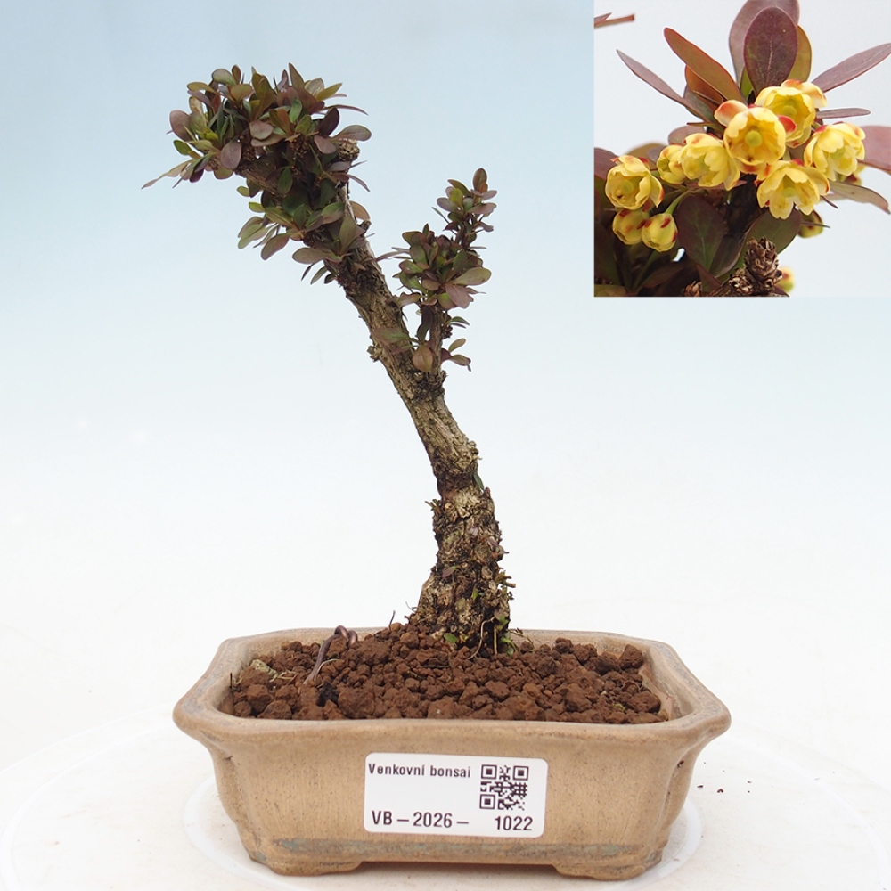Venkovní bonsai - Berberis Thunbergii Bagatelle - Dřištál