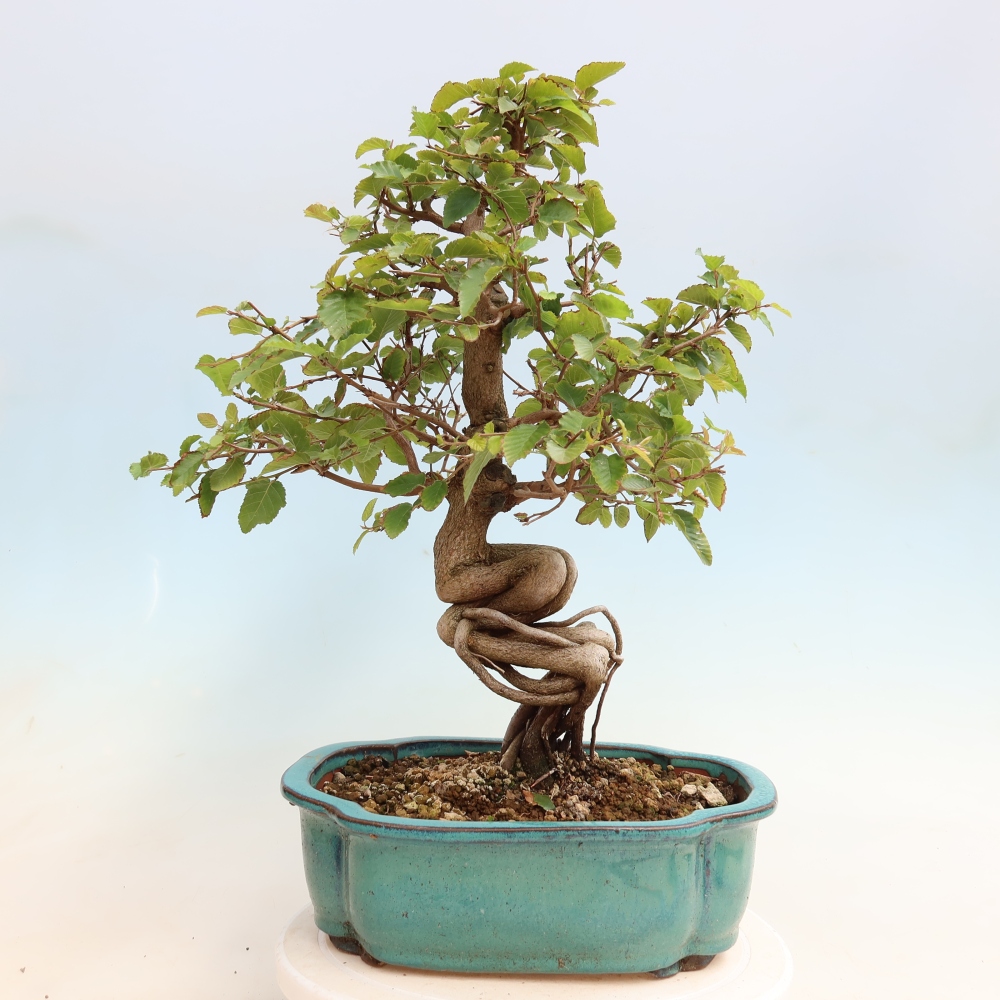 Venkovní bonsai -Carpinus CARPINOIDES - Habr korejský