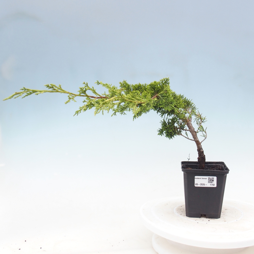 Venkovní bonsai - Juniperus chinensis Itoigawa -Jalovec čínský