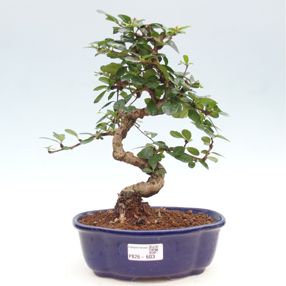 Pokojová bonsai - Carmona macrophylla - Čaj fuki
