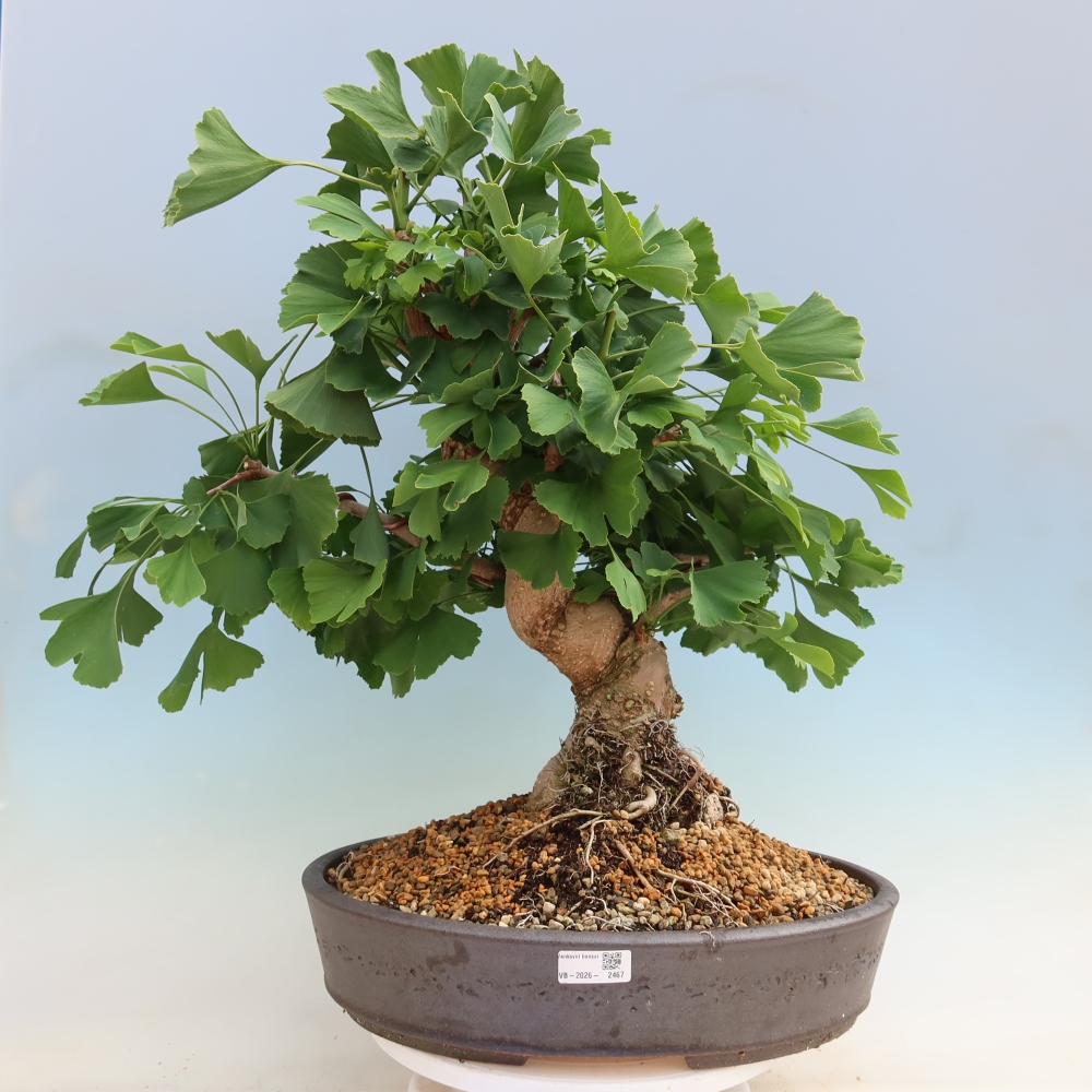 Venkovní bonsai - Jinan dvoulaločný - Ginkgo biloba