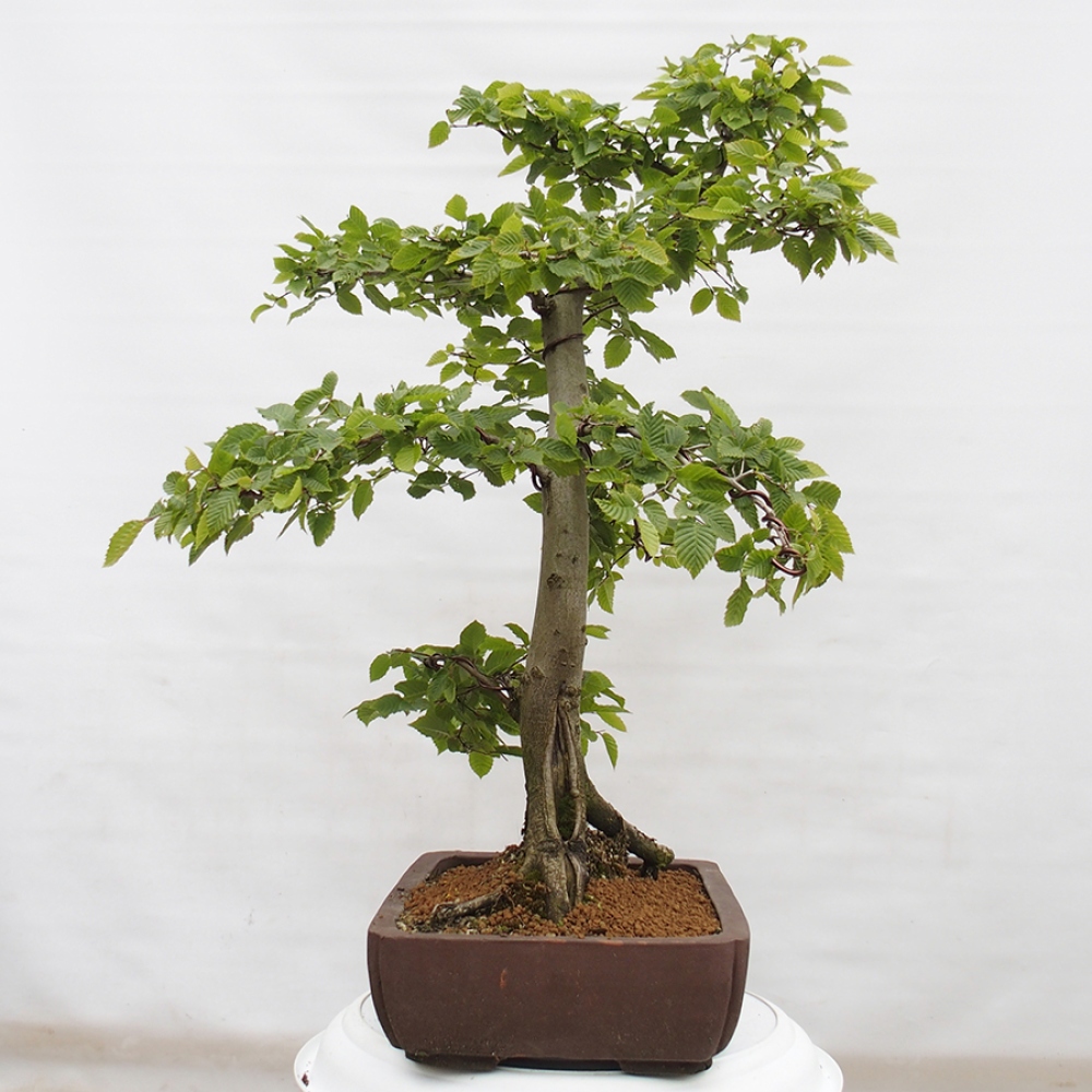 Venkovní bonsai - Habr obecný - Carpinus betulus