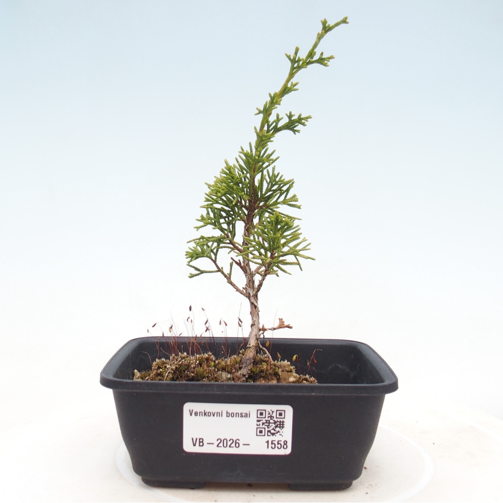 Venkovní bonsai - Juniperus chinensis Itoigawa -Jalovec čínský