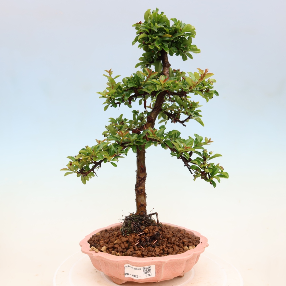Venkovní bonsai - Pyracantha teton - Hlohyně šarlatová