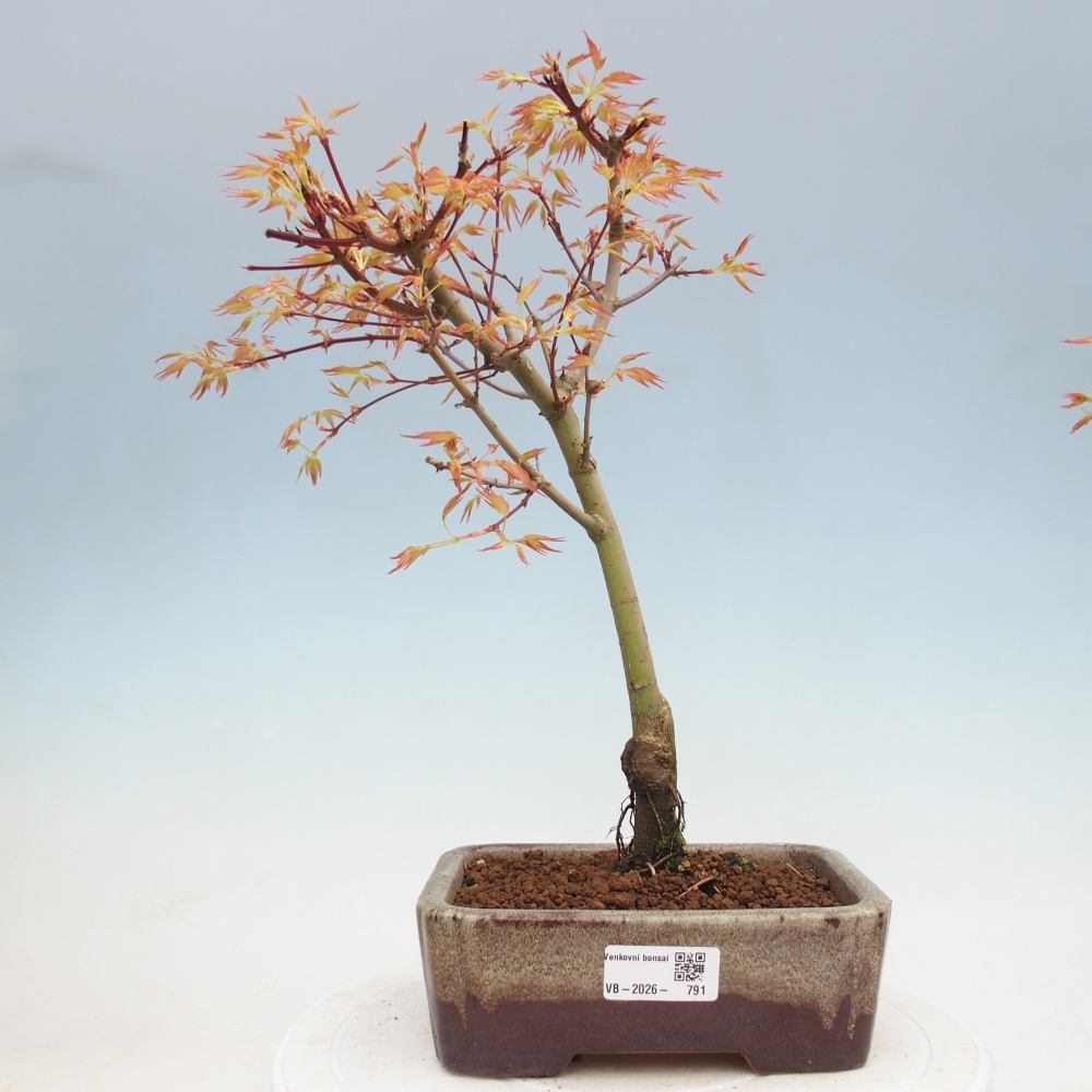 Javor dlanitolistý - Acer palmatum Beni Tsukasa