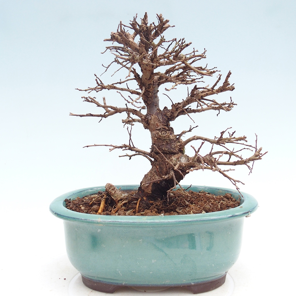 Venkovní bonsai - Zelkova - Zelkova NIRE