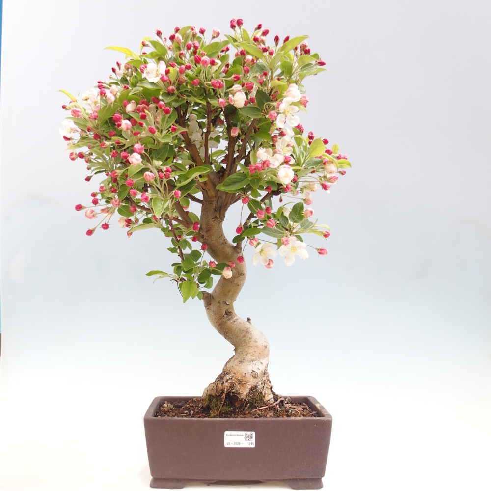 Venkovní bonsai -Malus halliana - Maloplodá jabloň