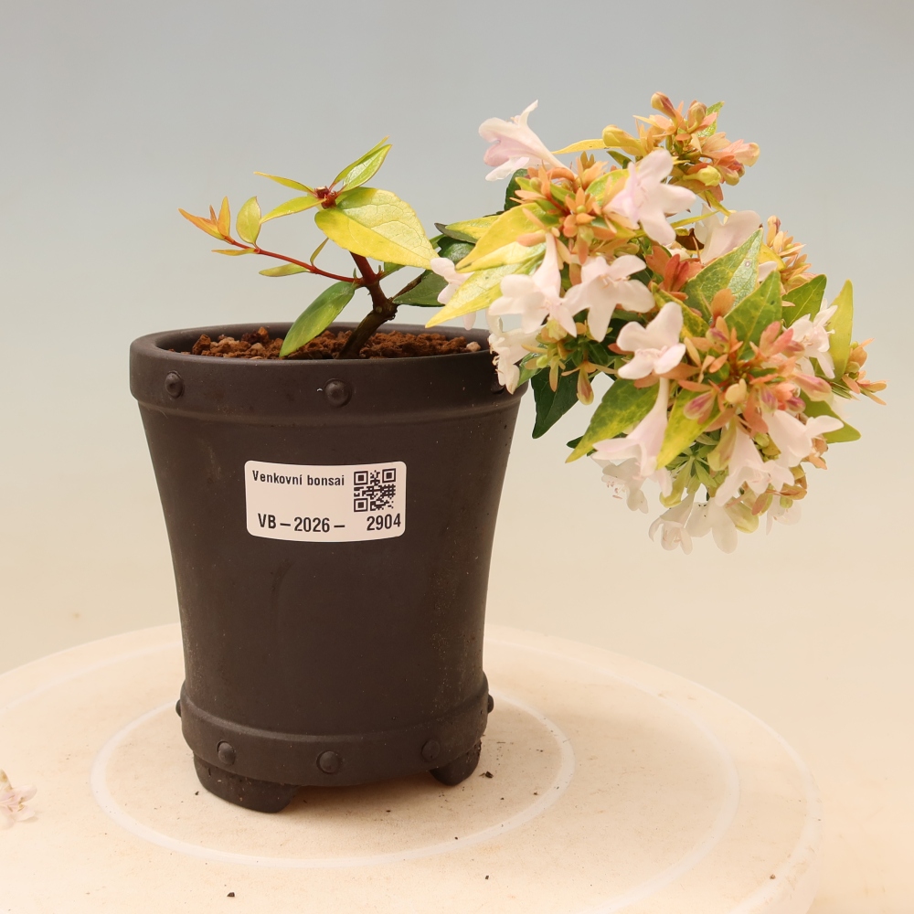 Venkovní bonsai - Abelia gr. Kleidoscope - Abélie velkokvětá